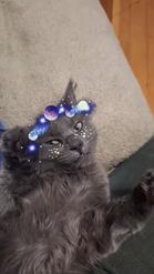 Preview for a Spotlight video that uses the SpaceCat For Cats Lens