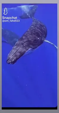 Video by @hussain.2022a with original sound