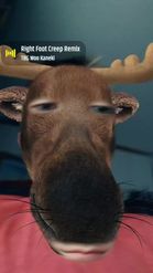 Preview for a Spotlight video that uses the Moose Head Lens