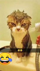 Julia Pic Shares Adorable Bengal Kitten Moment | Video by julia pic ...