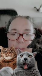 Preview for a Spotlight video that uses the Selfie with Cats Lens
