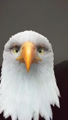 Preview for a Spotlight video that uses the Eagle Head Lens