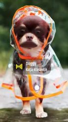 Preview for a Spotlight video that uses the Dog in Raincoat Lens