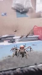 Preview for a Spotlight video that uses the SPIDER BOSS Lens