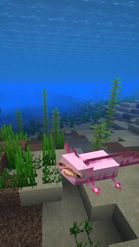 Preview for a Spotlight video that uses the Minecraft Axolotl Lens