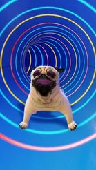 Preview for a Spotlight video that uses the Tunnel Pug Lens