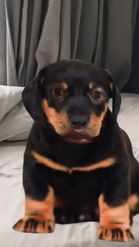Preview for a Spotlight video that uses the Rottweiler Puppy Lens