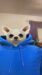 Preview for a Spotlight video that uses the Dog Hoodie Lens