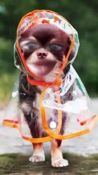 Preview for a Spotlight video that uses the Dog in Raincoat Lens