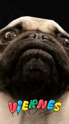 Preview for a Spotlight video that uses the Pug Love Lens