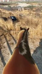 Preview for a Spotlight video that uses the Horse Lens