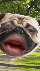 Preview for a Spotlight video that uses the Pug at park Lens