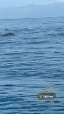 Video by @squashha with squashha by Original Sound