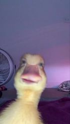 Preview for a Spotlight video that uses the sad duck meme Lens