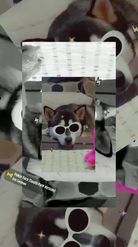 Preview for a Spotlight video that uses the clout for pets Lens