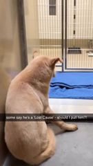 Loyal Dog Waits by Shelter Door for Family | Heartbreaking Story of ...