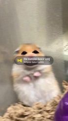 Preview for a Spotlight video that uses the Hamster Panik Lens