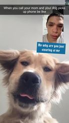 Preview for a Spotlight video that uses the Doggy Video Call Lens