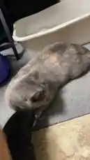 Kitty time by @blake_seals23 with original sound