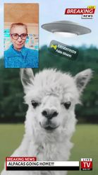 Preview for a Spotlight video that uses the Alpaca going home Lens