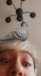 Preview for a Spotlight video that uses the Pigeon on Head Lens