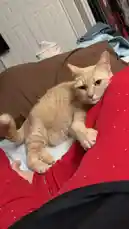 A fluffy orange cat lies calmly on a person's lap, looking sleepy and relaxed. A hand gently reaches in to touch the cat's paw, suggesting a nail-trimming session is about to begin. The cat remains patient and comfortable throughout the interaction. by @e-beth with Original Sound by e-beth