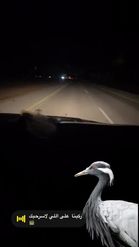Preview for a Spotlight video that uses the sandhill crane Lens