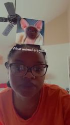 Preview for a Spotlight video that uses the What animal are you? Lens