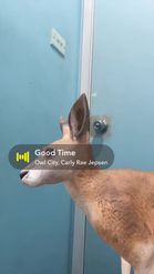Preview for a Spotlight video that uses the Kangaroo Lens