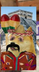 Preview for a Spotlight video that uses the Mexican Shiba Lens