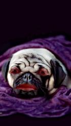 Preview for a Spotlight video that uses the Sleeping Pug Lens