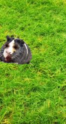 Preview for a Spotlight video that uses the Black Guinea Pig Lens