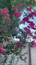 This tranquil video captures a beautiful morning scene with lush, blooming magenta bougainvillea against a clear blue sky. As the flowers sway gently in the breeze, a heartfelt Arabic morning prayer plays, creating a peaceful atmosphere perfect for starting the day with reflection and hope. by @semsemallc25 with صباح الخير دعاء الصباحْ by Tayf | طيف