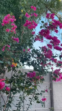 This tranquil video captures a beautiful morning scene with lush, blooming magenta bougainvillea against a clear blue sky. As the flowers sway gently in the breeze, a heartfelt Arabic morning prayer plays, creating a peaceful atmosphere perfect for starting the day with reflection and hope. by @semsemallc25 with صباح الخير دعاء الصباحْ by Tayf | طيف