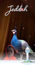Preview for a Spotlight video that uses the The Indian Peacock Lens