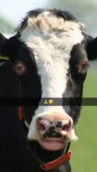 Preview for a Spotlight video that uses the cow moo face Lens