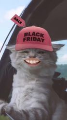 Preview for a Spotlight video that uses the Black Friday Cat Lens