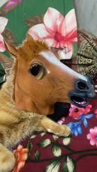 Preview for a Spotlight video that uses the horse head mask Lens