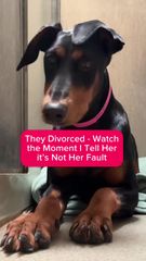 Loyal Dog Waits by Shelter Door for Family | Heartbreaking Story of ...