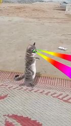 Preview for a Spotlight video that uses the Laser Cat Lens