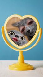 Preview for a Spotlight video that uses the Cats in Mirror Lens