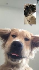 Preview for a Spotlight video that uses the Doggy Video Call Lens