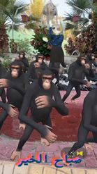 Preview for a Spotlight video that uses the Dancing Chimpanzee Lens