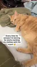 Watch this charming orange cat peacefully sleeping on a bed surrounded by clothes. The relaxed feline stretches out comfortably, showcasing its fluffy fur and serene expression. A perfect moment of pet relaxation. by @e-beth with Original Sound by e-beth