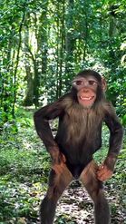 Preview for a Spotlight video that uses the smiling chimpanzee Lens