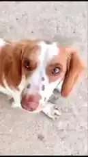 A close-up shot captures a charming brown and white dog looking directly into the camera with soulful eyes. Its floppy ears frame its face as it sits patiently on a concrete surface. Gentle piano music plays in the background, enhancing the peaceful and endearing atmosphere of this simple yet captivating moment. by @csnwkf1 with Original Sound by csnwkf1