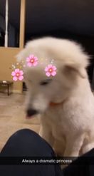 Preview for a Spotlight video that uses the sakura for pets Lens