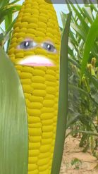 Preview for a Spotlight video that uses the Corn Head Lens