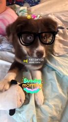 Preview for a Spotlight video that uses the Pets Glasses Lens