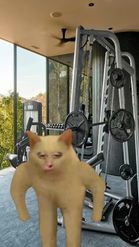 Preview for a Spotlight video that uses the Cat Bodybuilder Lens